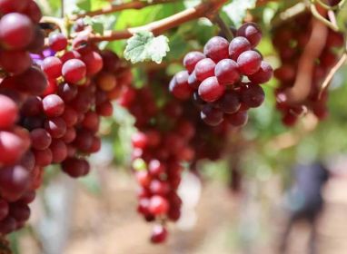 Uvas de mesa, un cultivo con potencial de liderar exportaciones agropecuarias en próximos tres años