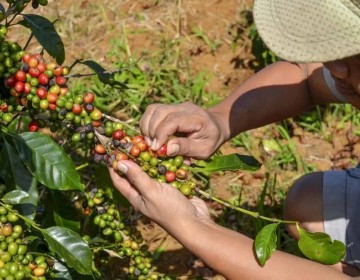 Lluvias del 18 de noviembre afectaron el 20 % de la producción nacional de café