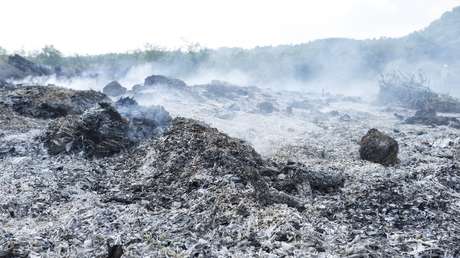 Descubren un bosque fósil en China de hace 400 millones de años, el más antiguo de Asia