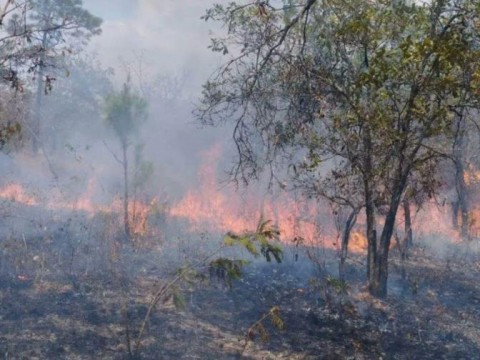 M&aacute;s de 40,000 hect&aacute;reas de bosque perdidas por incendios en Guatemala, un aumento del 40 %