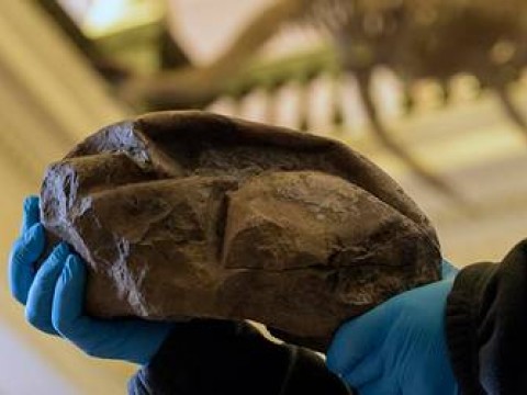 Descubren en la Ant&aacute;rtida el huevo m&aacute;s grande de la era de los dinosaurios