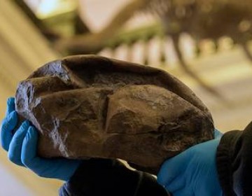 Descubren en la Ant&aacute;rtida el huevo m&aacute;s grande de la era de los dinosaurios