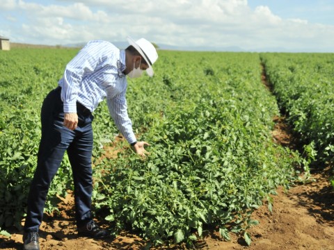Gobierno inyecta 767 millones de pesos para reacitivaci&oacute;n del sector agropecuario