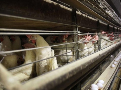Con 100 millones de aves muertas, la industria podr&iacute;a servir de ejemplo a granjeros ante gripe aviar