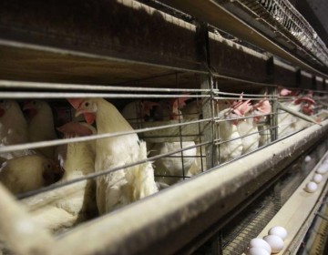 Con 100 millones de aves muertas, la industria podr&iacute;a servir de ejemplo a granjeros ante gripe aviar