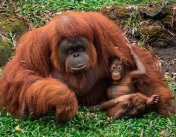 Descubren que los sonidos que emiten los orangutanes son aprendidos como los humanos, a trav&eacute;s de la interacci&oacute;n social