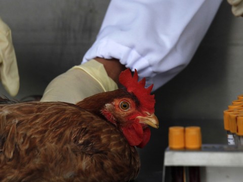 China registra el primer caso mundial de gripe aviar H10N3 en humanos