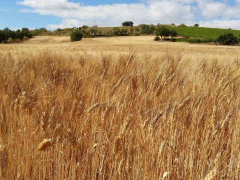Rusia dice que el par&oacute;n en la exportaci&oacute;n cereales se debe al minado de los puertos de Ucrania