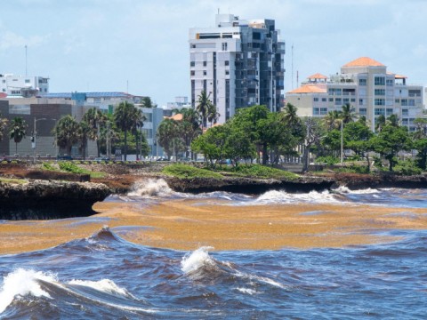 Sargazo trastorna normalidad de las actividades en el Malec&oacute;n de Santo Domingo