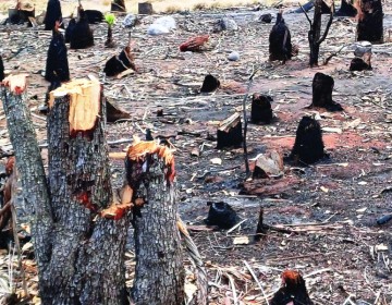 Ban&iacute; defender&aacute; Dunas y luchar&aacute; para que sea un parque nacional bien protegido
