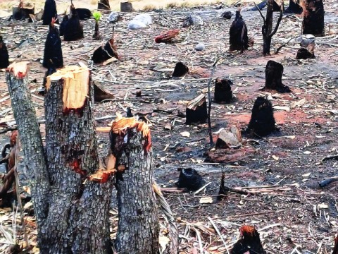 Ban&iacute; defender&aacute; Dunas y luchar&aacute; para que sea un parque nacional bien protegido
