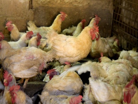 Se registra desabasto, especulaci&oacute;n y alzas en los precios del pollo