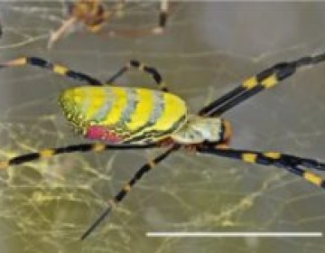 Alarma en EE.UU por ara&ntilde;a gigante que invadir&aacute; la costa este norteamericana