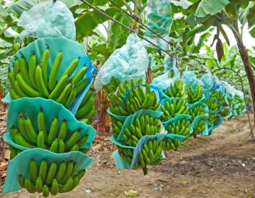 Ca&iacute;da de exportaciones de Banano mantiene preocupados a los productores de la Regi&oacute;n Sur 
