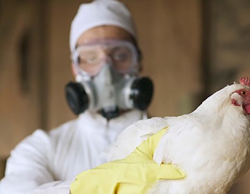 Rep&uacute;blica Dominicana mantiene vigilancia ante la cercan&iacute;a de la gripe aviar