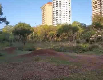 Denuncian tala de &aacute;rboles contin&uacute;a en Mirador Sur