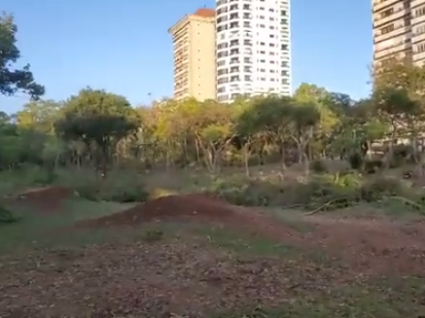 Denuncian tala de &aacute;rboles contin&uacute;a en Mirador Sur