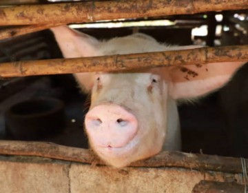 Por brote de fiebre porcina declaran estado de emergencia regional