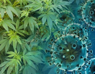 Investigaci&oacute;n revela que el cannabis puede bloquear al COVID y sus variantes