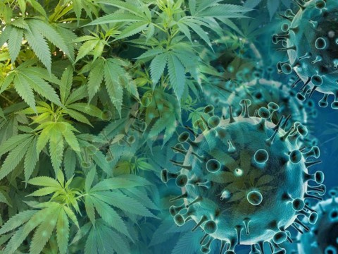 Investigaci&oacute;n revela que el cannabis puede bloquear al COVID y sus variantes