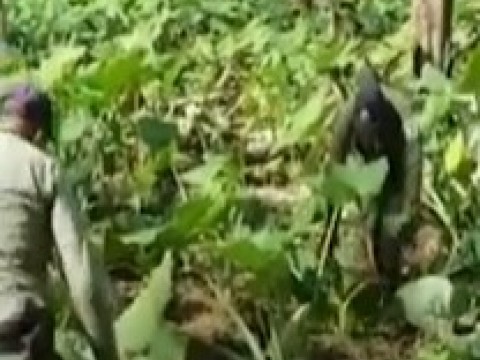 Arrestan a ocho haitianos por sembrar yaut&iacute;a en el Parque Nacional Los Haitises