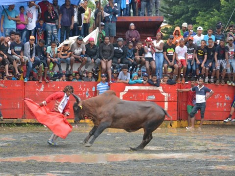 Toros siguen atacando en fiestas patronales del Seibo
