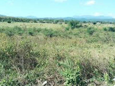 Autoridades hallan 333 paquetes de droga ocultos en unos matorrales en Nigua