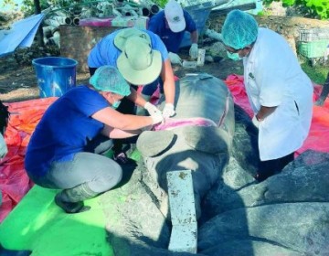 Pesar en la comunidad cient&iacute;fica por repentina muerte de manat&iacute; Juanita