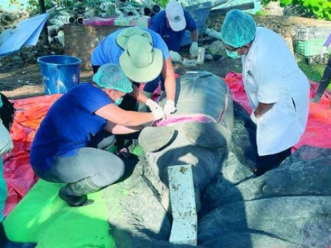 Pesar en la comunidad cient&iacute;fica por repentina muerte de manat&iacute; Juanita