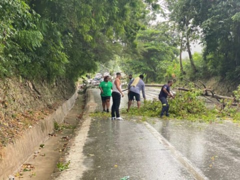 Fuertes r&aacute;fagas de viento derriban &aacute;rboles en tramo carretero de Barahona