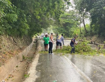Fuertes r&aacute;fagas de viento derriban &aacute;rboles en tramo carretero de Barahona