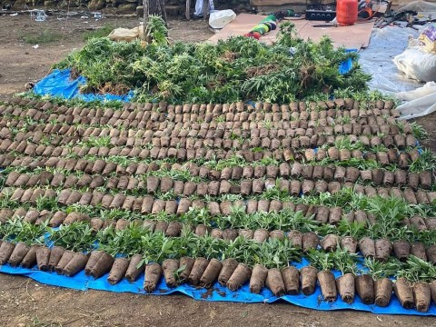 Decomisan gran cultivo de presunta Marihuana en Constanza