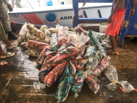 CODOPESCA decomisa 623 libras y 806 libras de peces loro en Saman&aacute;