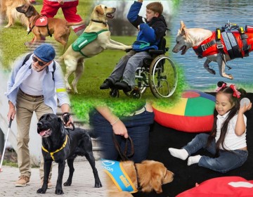 Fundaci&oacute;n LASO propone acuerdo al INFOTEP de crear carreras t&eacute;cnicas para cuidado y adiestramiento de los animales