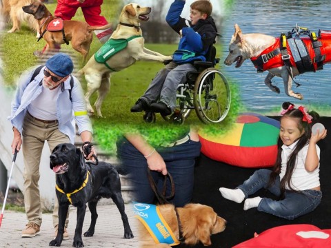 Fundaci&oacute;n LASO propone acuerdo al INFOTEP de crear carreras t&eacute;cnicas para cuidado y adiestramiento de los animales