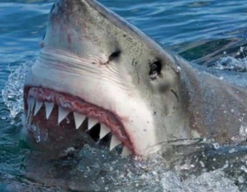 Adolescente de 15 a&ntilde;os sobrevive al ataque de un tibur&oacute;n en Florida