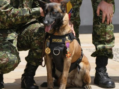Colombia: es casi imposible hallar a Wilson, el perro que particip&oacute; en rescate de ni&ntilde;os en la selva