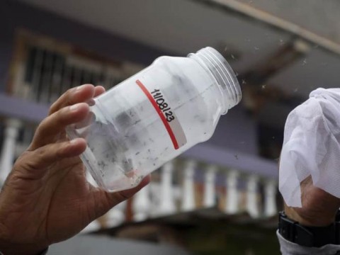 Los mosquitos: de enemigos a aliados contra el dengue