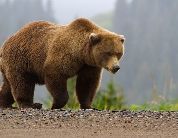 Reportan un aumento en el n&uacute;mero de ataques de osos a humanos en todo el mundo