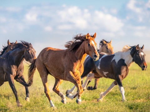 Investigadores desarrollan suero contra covid a trav&eacute;s del plasma de caballos