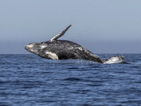 El calentamiento global est&aacute; provocando un aumento de ballenas varadas en el oeste japon&eacute;s