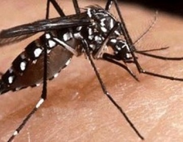 Cambio Clim&aacute;tico favorece propagaci&oacute;n del Dengue seg&uacute;n especialistas de la Salud