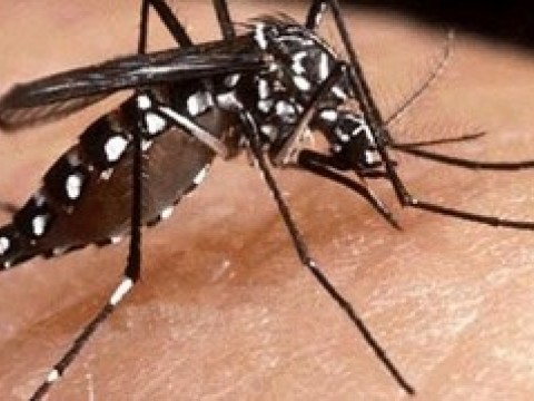 Cambio Clim&aacute;tico favorece propagaci&oacute;n del Dengue seg&uacute;n especialistas de la Salud