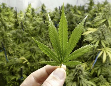 Costa Rica otorga la primera licencia para la producci&oacute;n de cannabis medicinal