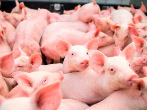 Carne de cerdo no representa peligro para el consumo humano seg&uacute;n Sanidad Animal