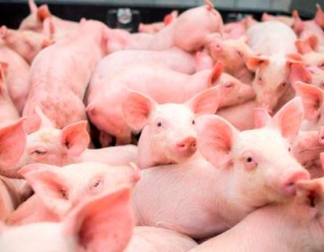 Carne de cerdo no representa peligro para el consumo humano seg&uacute;n Sanidad Animal