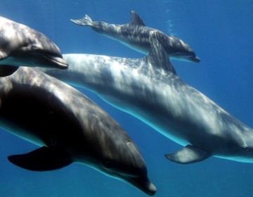 Cient&iacute;ficos alertan del &laquo;c&oacute;ctel t&oacute;xico&raquo; presente en la piel y grasa de delfines en el canal de la Mancha