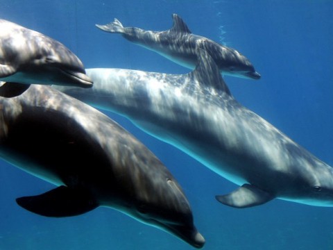Cient&iacute;ficos alertan del &laquo;c&oacute;ctel t&oacute;xico&raquo; presente en la piel y grasa de delfines en el canal de la Mancha