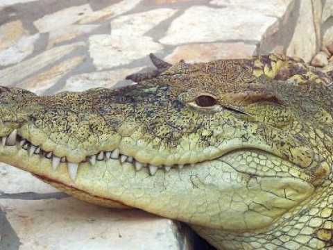 Cocodrilo escapa en Sabaneta de Y&aacute;sica, Puerto Plata; piden precauci&oacute;n