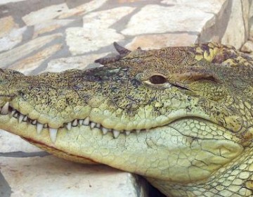 Medio Ambiente retornar&aacute; cocodrilo capturado en Puerto Plata a parque tem&aacute;tico